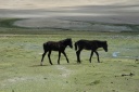 Nabij Tso Moriri