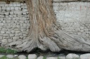 Hemis Shukpachan