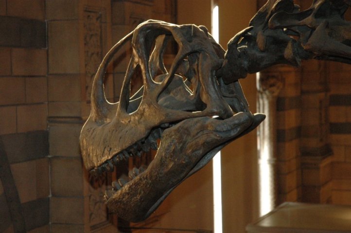Natural History museum