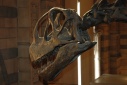 Natural History museum