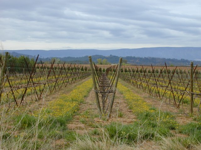 Wijnstokken tussen Gordes en Roussillon