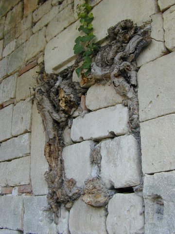 pp�de-le-Vieux: muur met begroeiing