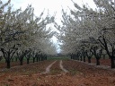 St-Saturnin-d'Apt: fruitbomen