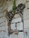 pp�de-le-Vieux: muur met begroeiing