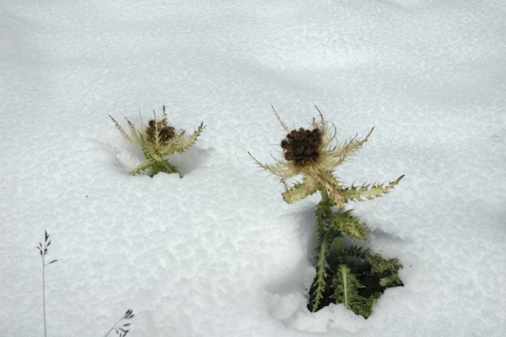 Distels in de sneeuw