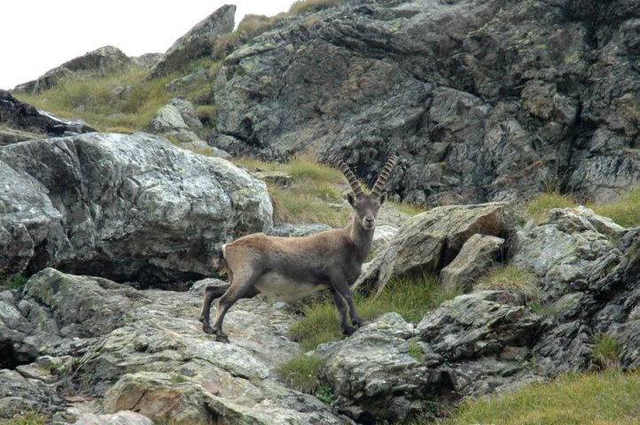 Steenbok