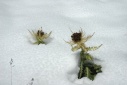 Distels in de sneeuw