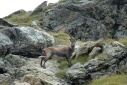 Steenbok