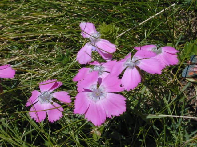 Alpenanjer