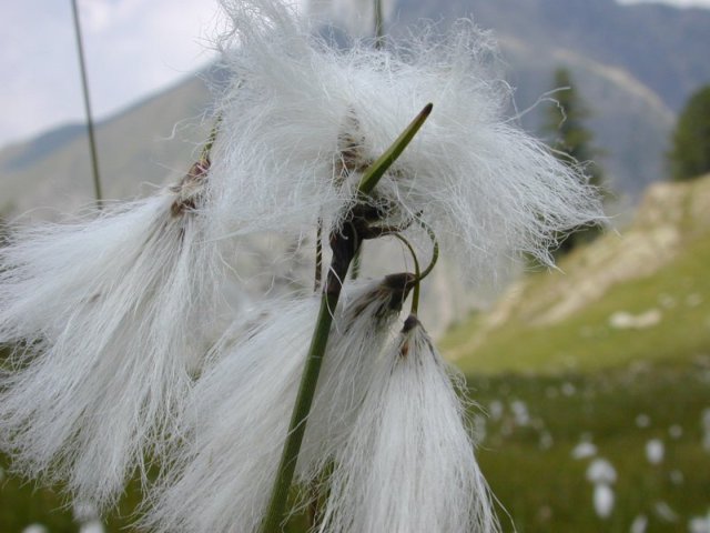 Wolgras