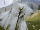 Wolgras