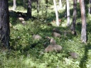 Schapen langs Circuit du Bois d'Anelle (St Etienne de Tin�e)