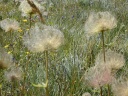 Bloemen nabij Lacs de Vens