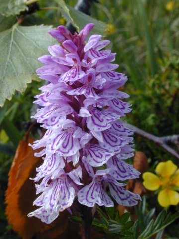 Orchidee