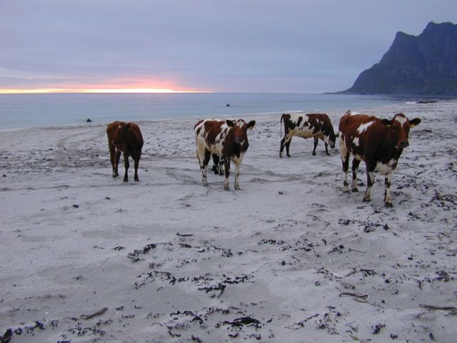 Middernachtzon te Utakleiv: koeien