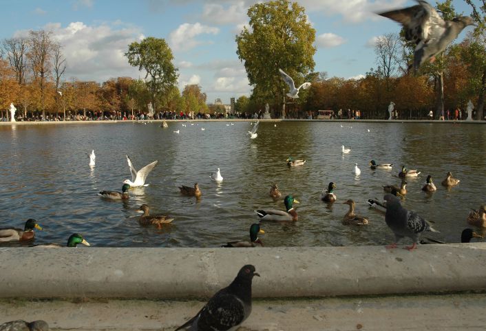 Jardin des Tuileries