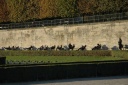 Jardin des Tuileries