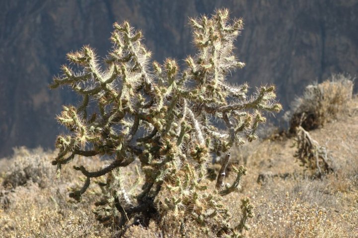 Cactus (Colca vallei)