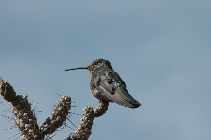 Kolibri (Colca vallei)