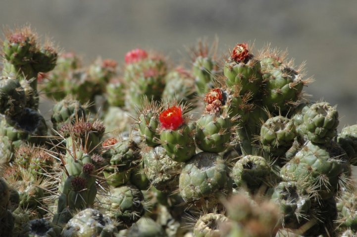 Cactus (Colca vallei)