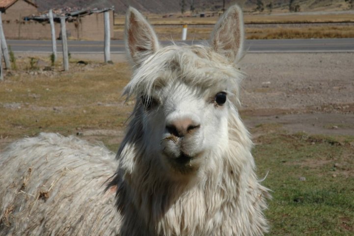 Lama in Sicuani