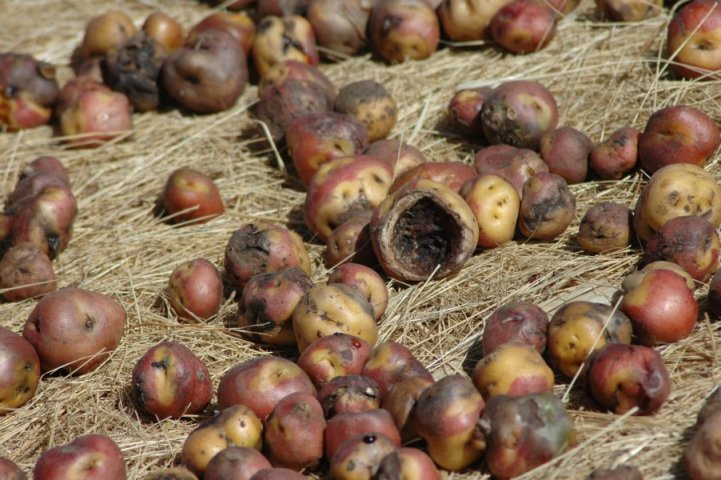 'Droogvriezen' van aardappelen
