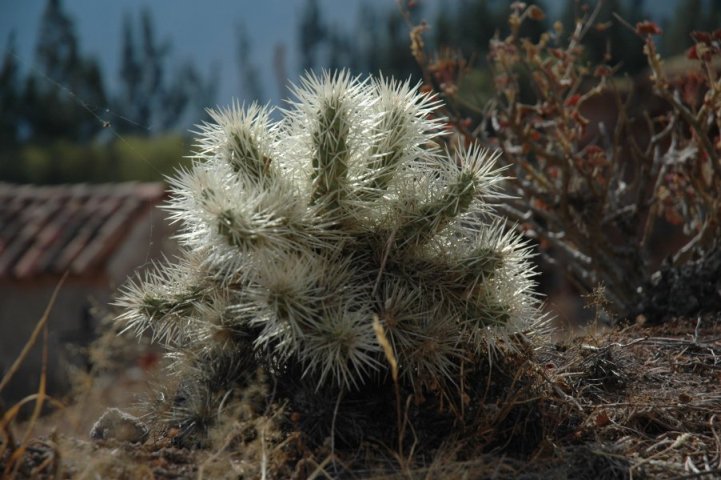 Cactus