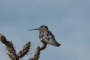 Kolibri (Colca vallei)