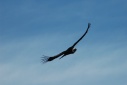 Colca vallei: Condor