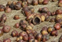 'Droogvriezen' van aardappelen