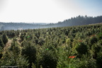 D600_22337