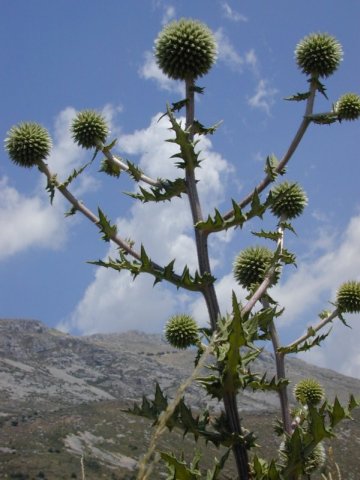 Distel in Gr�oli�res