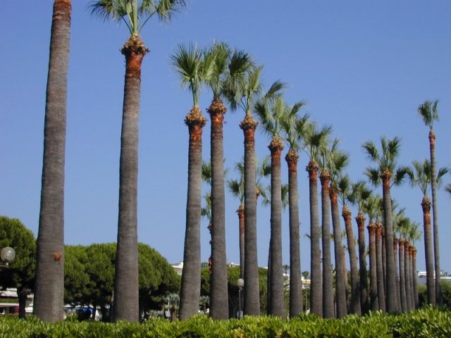 Cannes