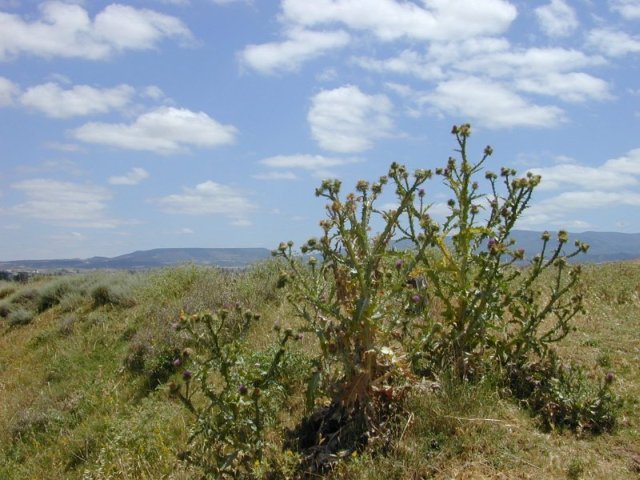 Najera