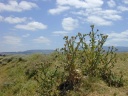 Najera
