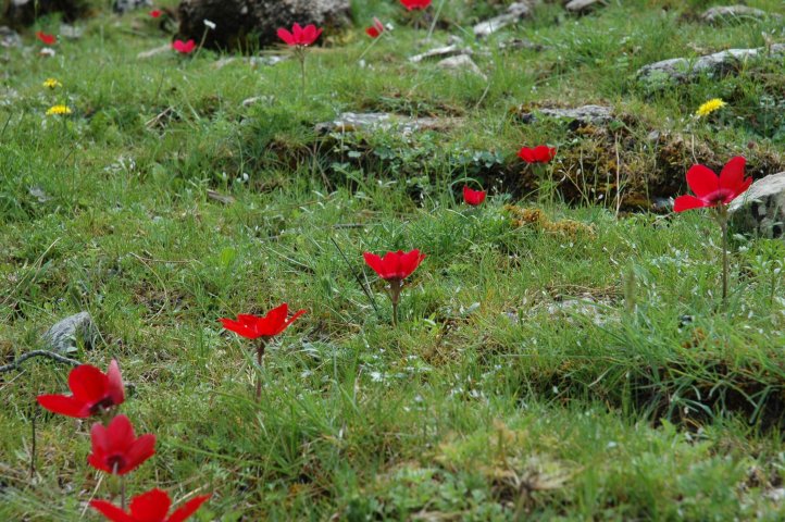 Ook veel bloemen in het wild