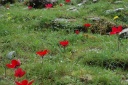 Ook veel bloemen in het wild